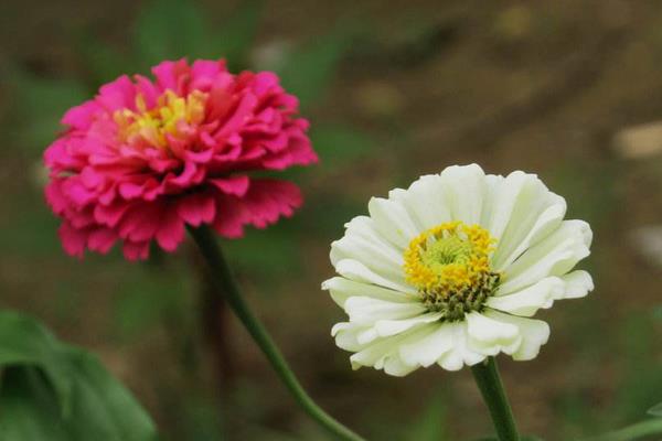 百日草怎么摘心（图解步骤）  百日草的生长期养护