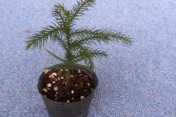 南洋杉市场价格多少钱一盆 南洋杉的繁殖方法