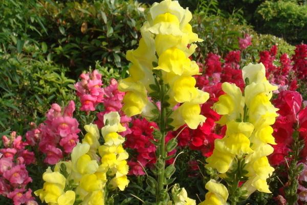 金鱼草开花吗 金鱼草什么时候开花(几月)