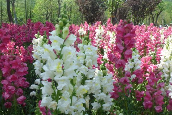 金鱼草开花吗 金鱼草什么时候开花(几月)