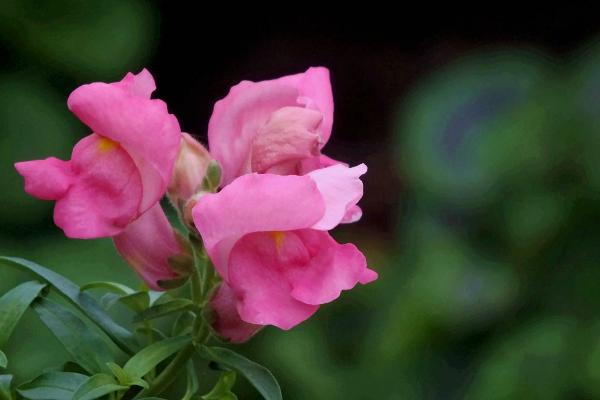 金鱼草开花吗 金鱼草什么时候开花(几月)