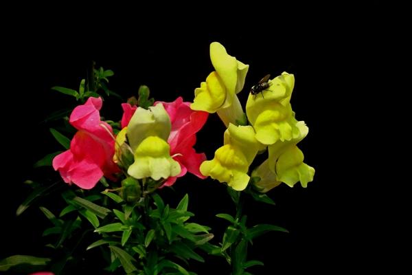 金鱼草开花吗 金鱼草什么时候开花(几月)