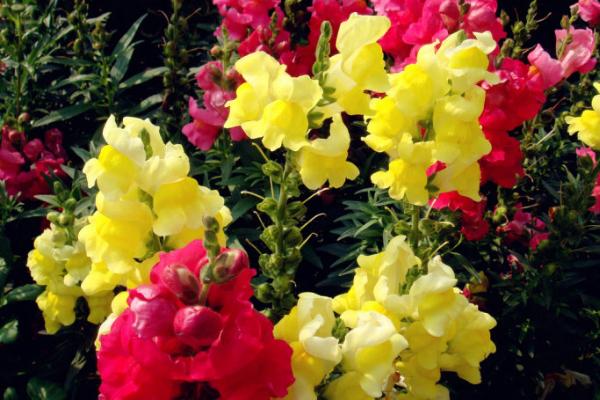 金鱼草开花吗 金鱼草什么时候开花(几月)