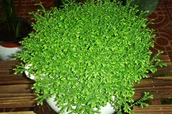 翠云草和卷柏的区别是什么 翠云草和青龙草的区别