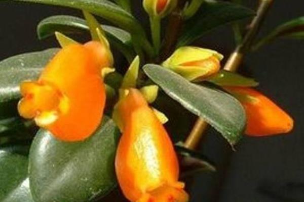 金鱼吊兰冬天怎么养（过冬） 金鱼吊兰的养殖方法