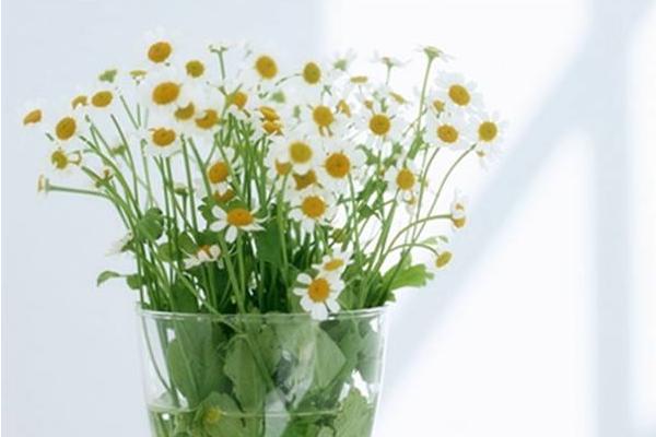 雏菊怎么养 雏菊养殖方法与注意事项