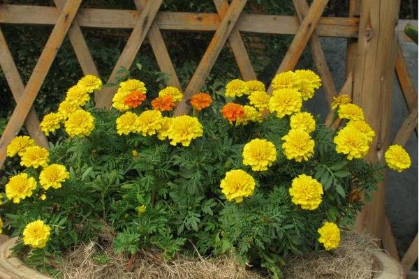 孔雀草种子市场价格多少钱一斤  孔雀草种子的播种方法