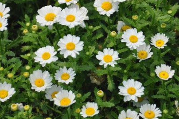 白晶菊图片大全 白晶菊花语
