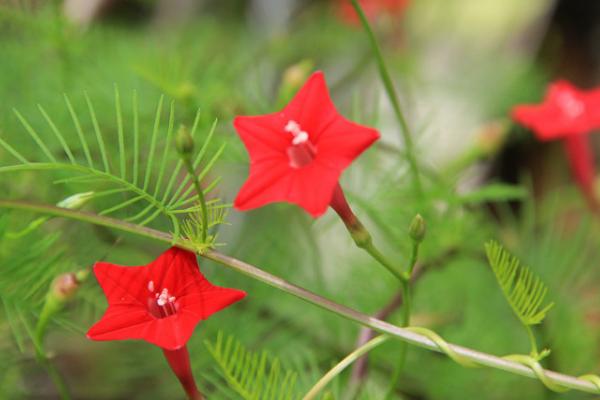 茑萝什么时候开花 茑萝花期是几月