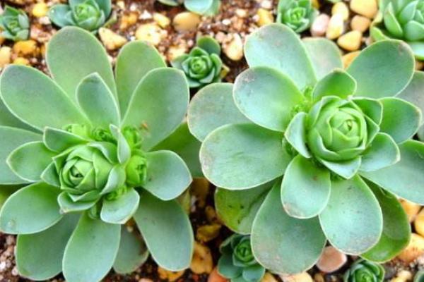 多肉山地玫瑰夏天要注意什么(度夏) 山地玫瑰过冬的方法