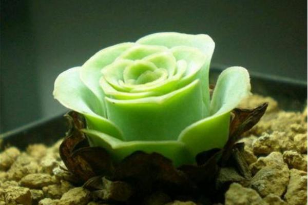 多肉山地玫瑰夏天要注意什么(度夏) 山地玫瑰过冬的方法