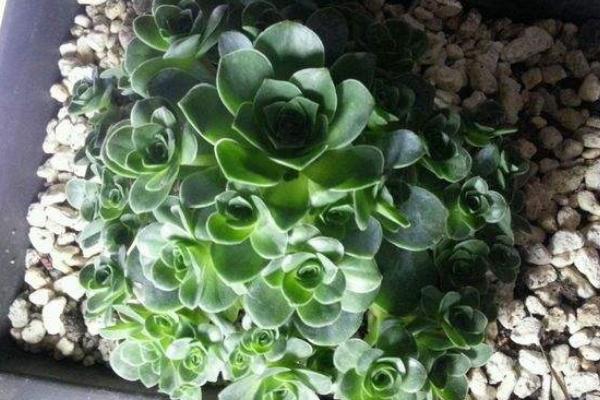 多肉山地玫瑰夏天要注意什么(度夏) 山地玫瑰过冬的方法