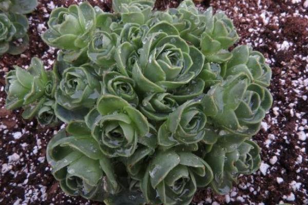 多肉山地玫瑰夏天要注意什么(度夏) 山地玫瑰过冬的方法