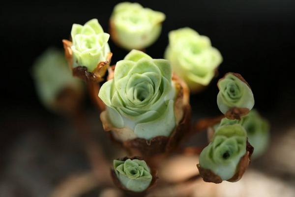 多肉山地玫瑰夏天要注意什么(度夏) 山地玫瑰过冬的方法