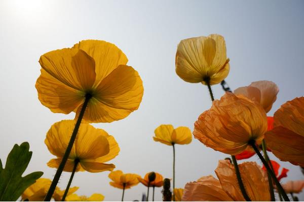 虞美人有毒吗 虞美人花能放在室内卧室吗