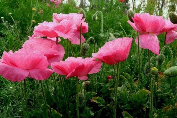 虞美人怎么种 虞美人种植方法与注意事项