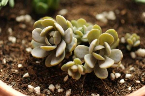 静夜多肉怎么养饱满爆盆(用什么土) 静夜徒长怎么处理