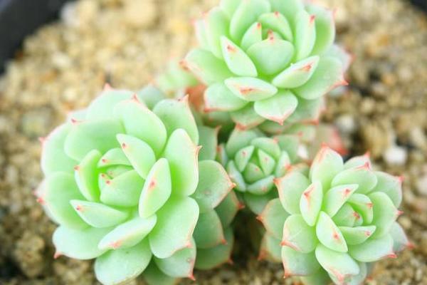 静夜多肉怎么养饱满爆盆(用什么土) 静夜徒长怎么处理