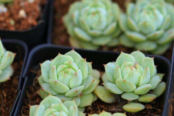 静夜多肉怎么养饱满爆盆(用什么土) 静夜徒长怎么处理