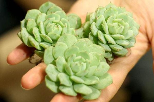 静夜多肉怎么养饱满爆盆(用什么土) 静夜徒长怎么处理