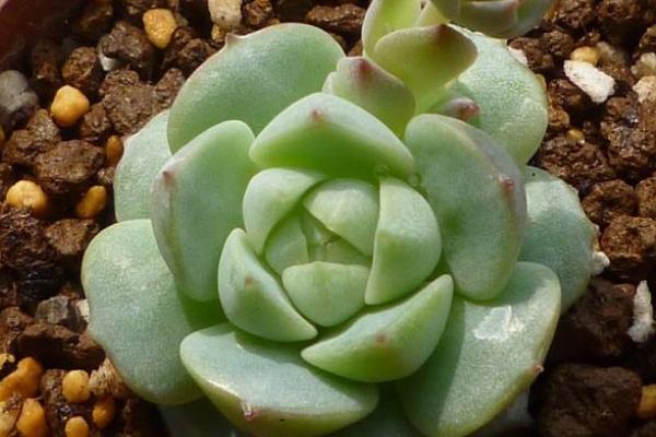 静夜多肉怎么养饱满爆盆(用什么土) 静夜徒长怎么处理