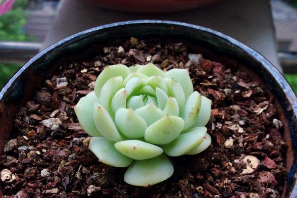 静夜多肉怎么养饱满爆盆(用什么土) 静夜徒长怎么处理