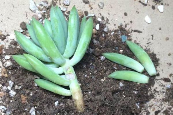 千佛手掉叶子怎么办(叶子发皱萎缩) 怎么判断千佛手该浇水了