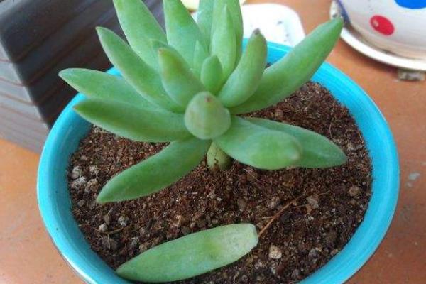 千佛手掉叶子怎么办(叶子发皱萎缩) 怎么判断千佛手该浇水了