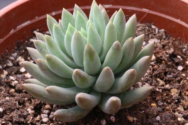 千佛手掉叶子怎么办(叶子发皱萎缩) 怎么判断千佛手该浇水了