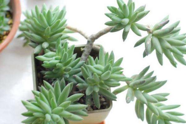 千佛手掉叶子怎么办(叶子发皱萎缩) 怎么判断千佛手该浇水了