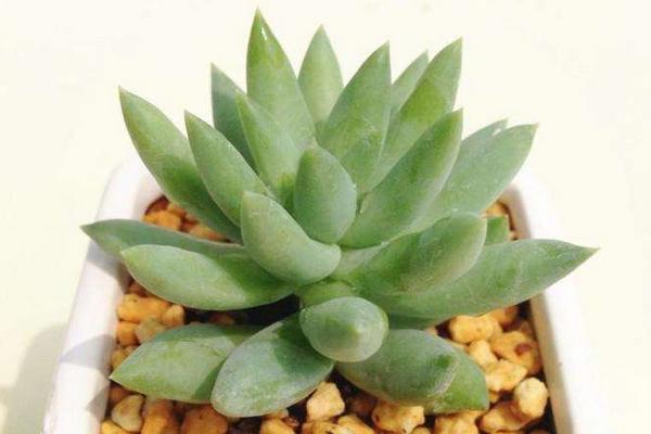 千佛手掉叶子怎么办(叶子发皱萎缩) 怎么判断千佛手该浇水了