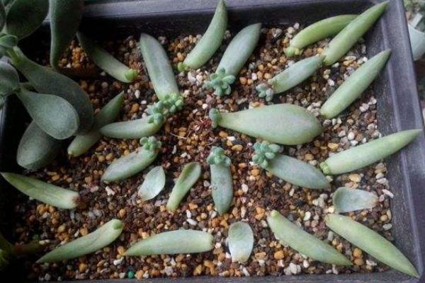 千佛手掉叶子怎么办(叶子发皱萎缩) 怎么判断千佛手该浇水了