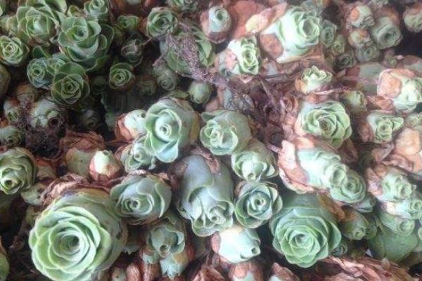 山地玫瑰怎么换盆 多肉植物山地玫瑰浇水注意事项