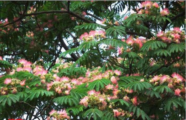 合欢花为什么叫苦情花、鬼树 合欢花植物特征