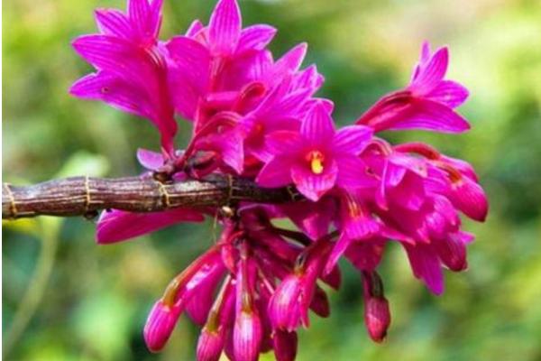 红花石斛市场价格多少钱一斤 红花石斛是什么