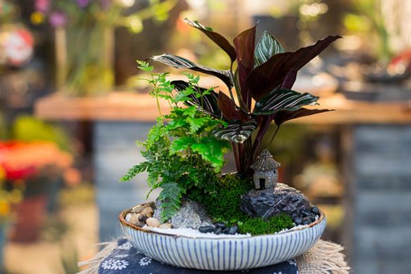 双线竹芋怎么养 双线竹芋的养殖方法和注意事项