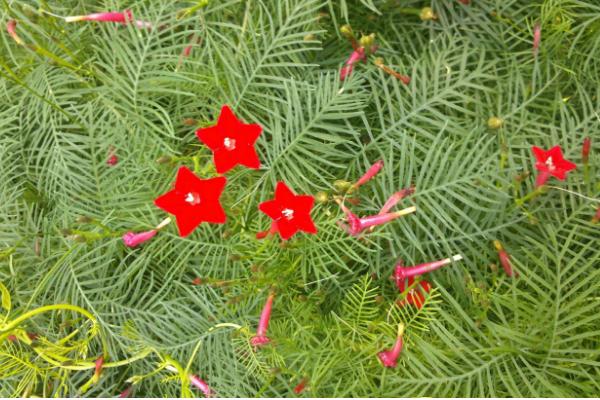 茑萝播种方法与时间 茑萝繁殖方法