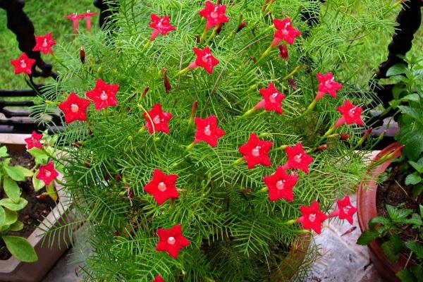 茑萝播种方法与时间 茑萝繁殖方法