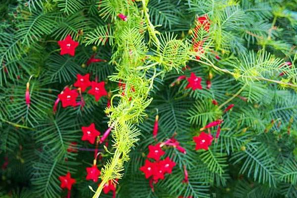 茑萝播种方法与时间 茑萝繁殖方法