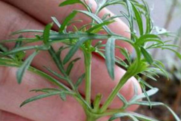 波斯菊什么时候播种(几月) 波斯菊怎么摘心(图解方法)