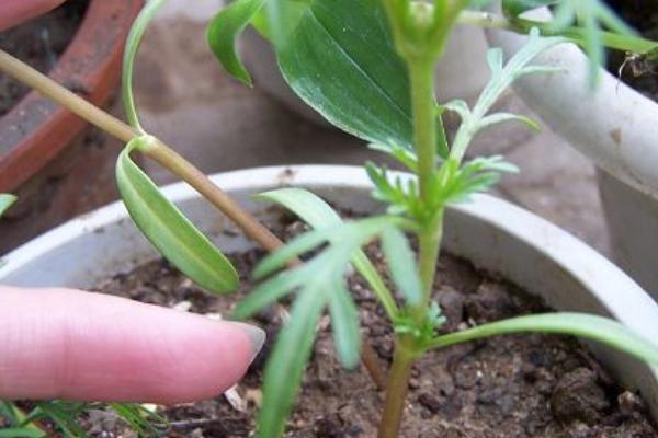 波斯菊什么时候播种(几月) 波斯菊怎么摘心(图解方法)