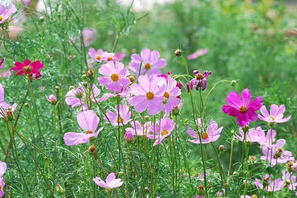 波斯菊什么时候播种(几月) 波斯菊怎么摘心(图解方法)