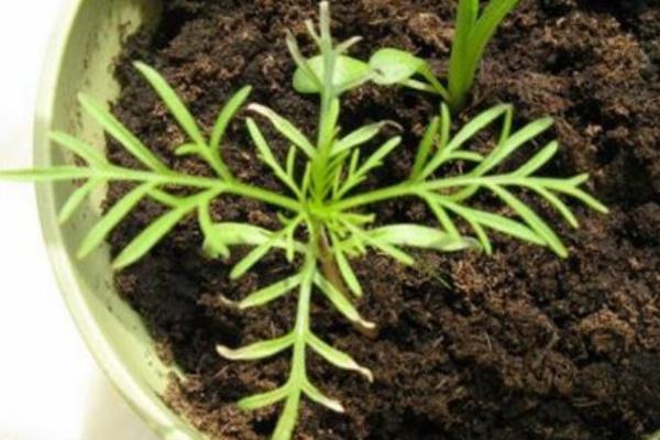 波斯菊什么时候播种(几月) 波斯菊怎么摘心(图解方法)