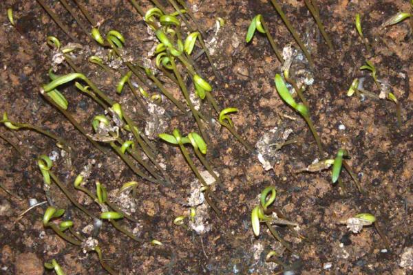 波斯菊种子怎么种 波斯菊种子种植方法与注意事项