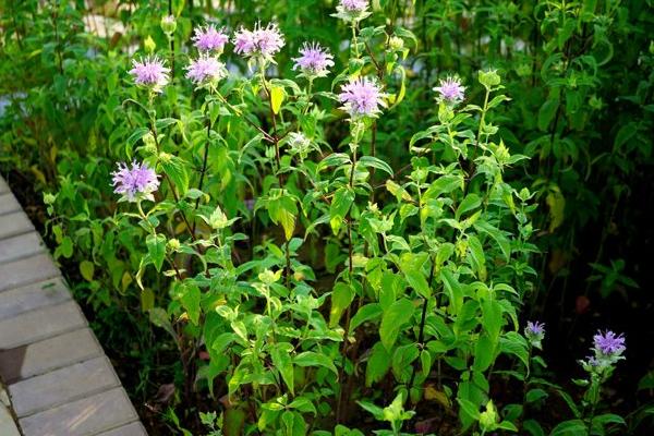 美国薄荷功效与作用及禁忌 美国薄荷药用价值