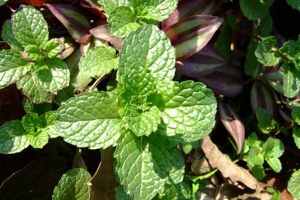 美国薄荷功效与作用及禁忌 美国薄荷药用价值