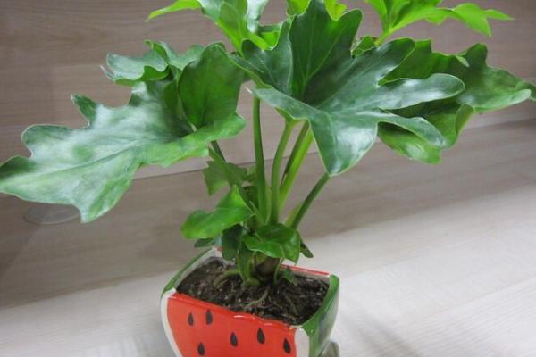 春羽应该放在家庭的哪个位置好(风水) 春羽叶子发黄怎么办