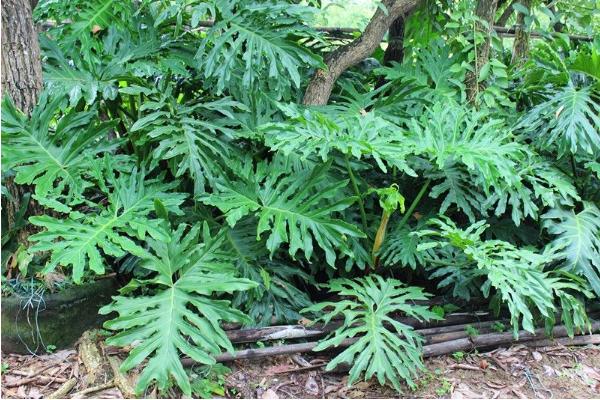 春羽应该放在家庭的哪个位置好(风水) 春羽叶子发黄怎么办