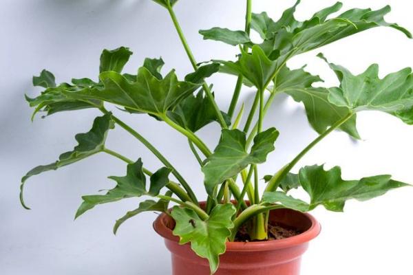 春羽应该放在家庭的哪个位置好(风水) 春羽叶子发黄怎么办