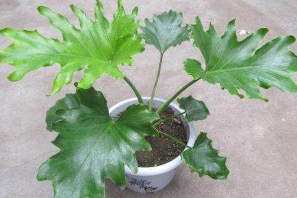 春羽应该放在家庭的哪个位置好(风水) 春羽叶子发黄怎么办